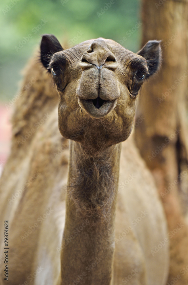 Fototapeta premium Camel..