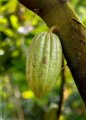 Cocoa Cacao pods on tree branch