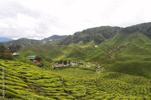 Cameron Highland, Malaysia..