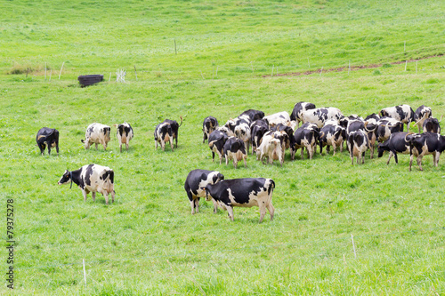 troupeau de vaches Holstein au pâturage