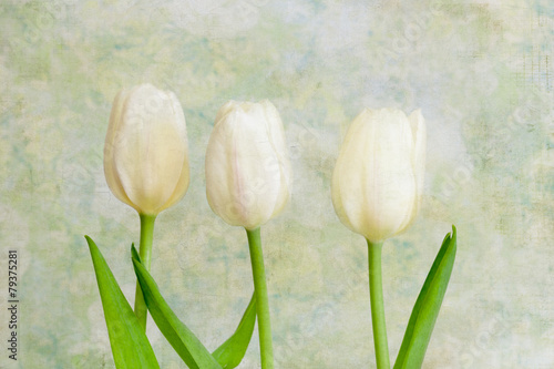 Fototapeta Naklejka Na Ścianę i Meble -  White tulips with vintage, textured styling
