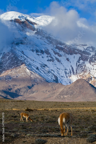 Vicugnas along the foothills of Chimborazo volcano in andean