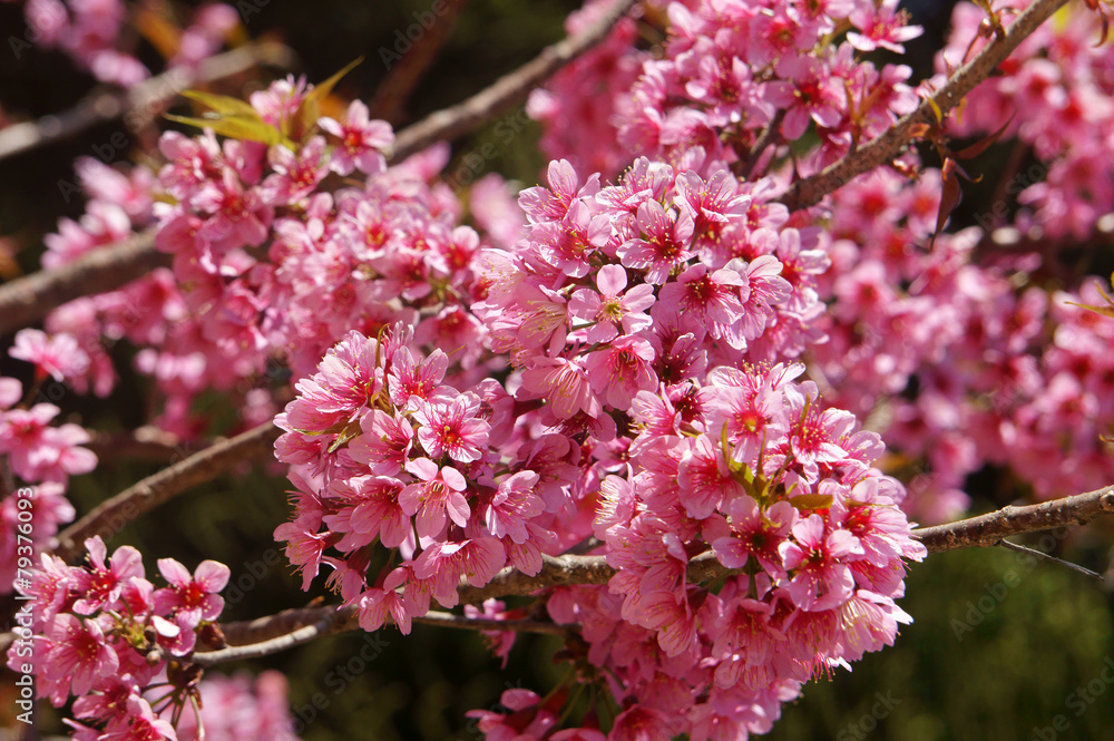 Spring flower, beautiful nature, abstract background Spring flower, beautiful nature, abstract background