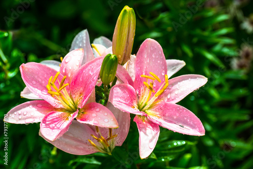 Fototapeta Naklejka Na Ścianę i Meble -  beautiful pink lily with raindrops