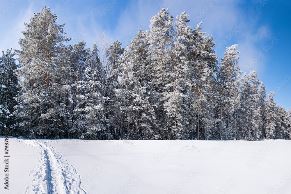 Fototapeta premium Аrosty winter forest