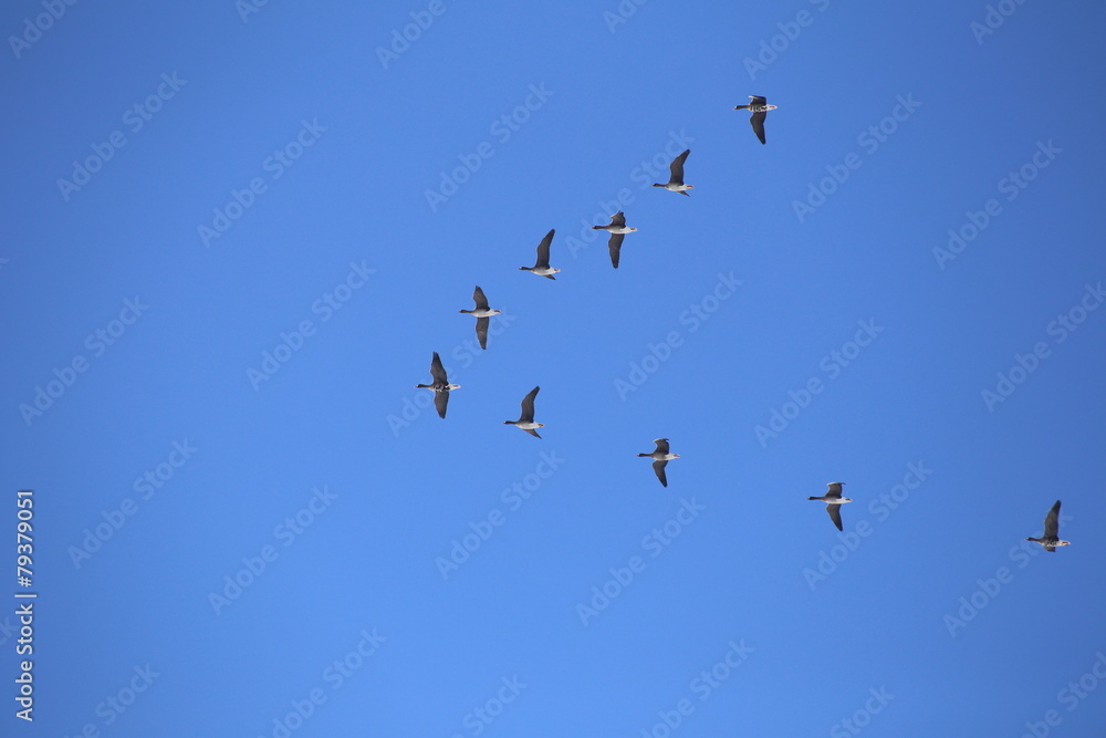 Flock of migrating greater white-fronted geese (Anser albifrons)