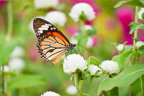 Butterfly on a flower. © photonewman