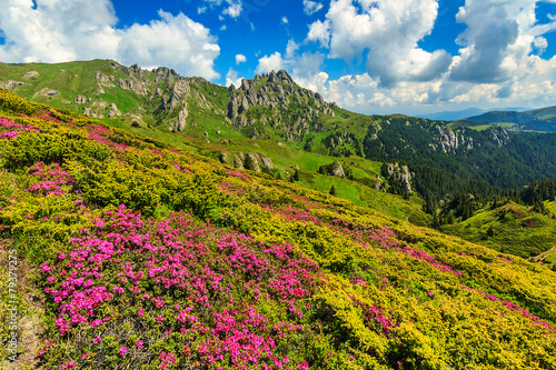 Stunning pink rhododendron flowers in the mountains,Romania