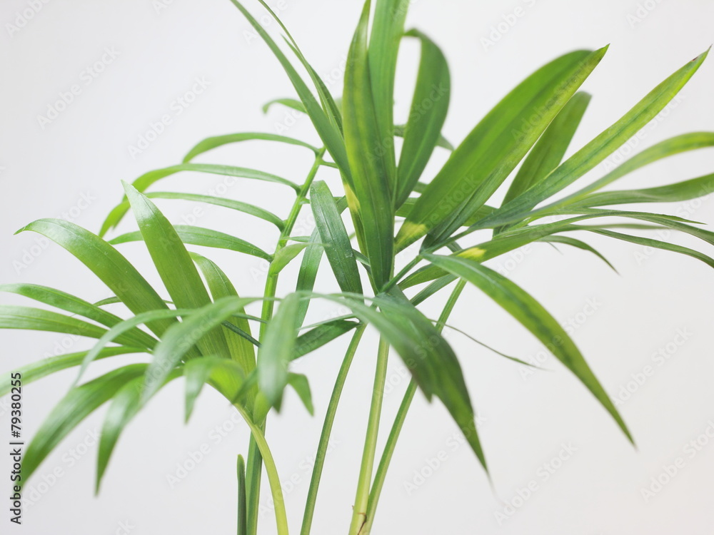 Fototapeta premium テーブルヤシ