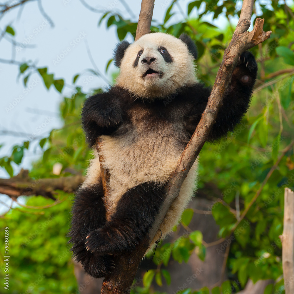 Fototapeta premium Panda bear climbing tree