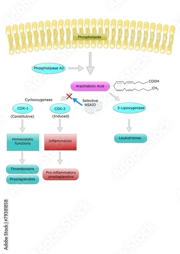 formazione di prostaglandine dall'acido arachidonico