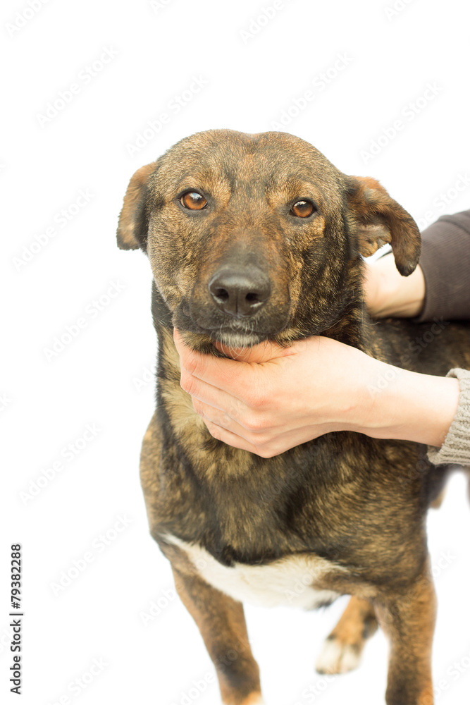 Obraz premium dog on a white background
