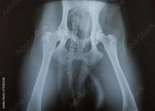 x ray of dog pelvic photo