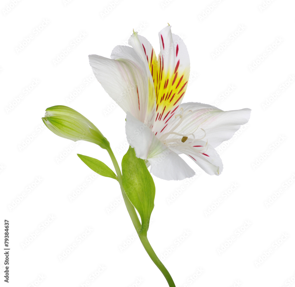 Obraz premium flower