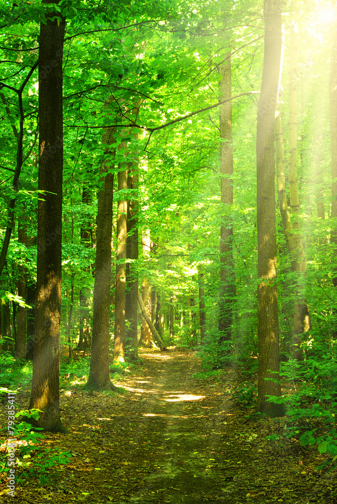 Fototapeta premium las słoneczny