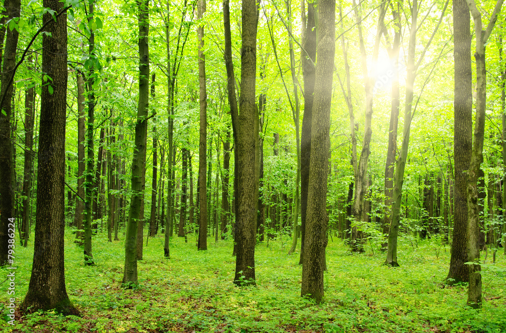 Fototapeta premium las słoneczny