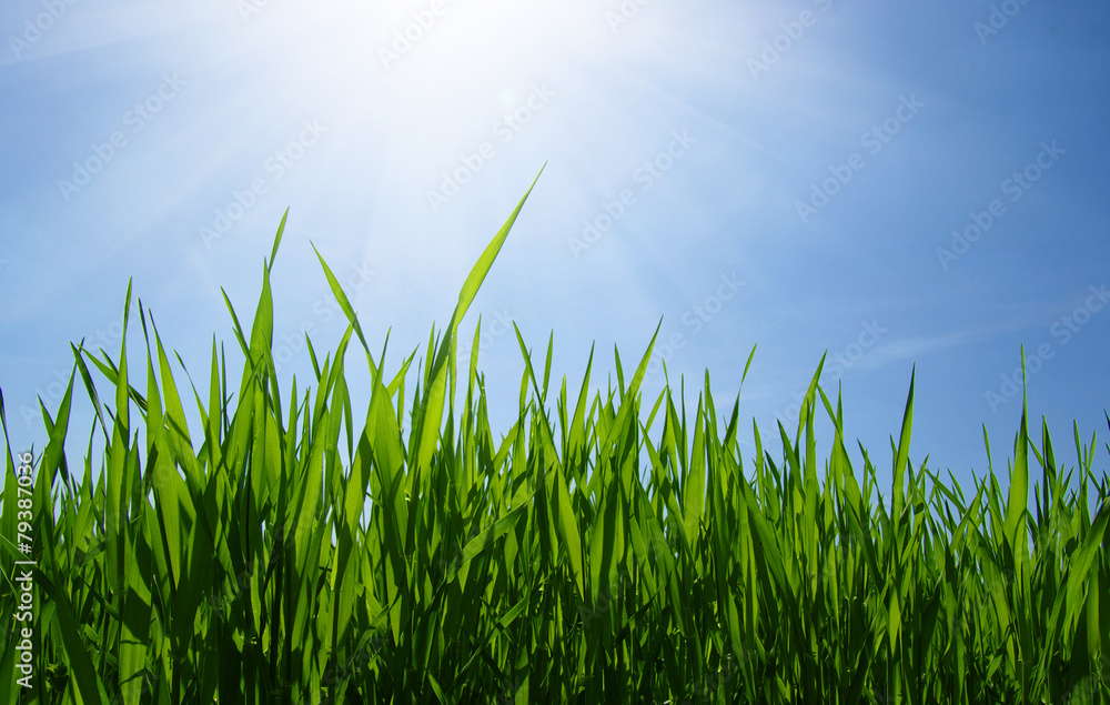 Fototapeta premium Green grass