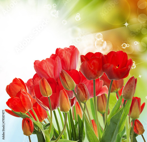 Beautiful garden fresh red tulips on abstract  background