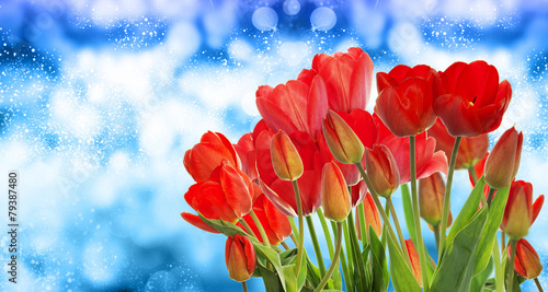 Beautiful garden fresh red tulips on abstract  background
