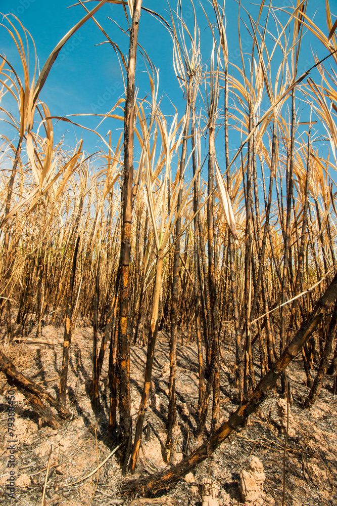 Fototapeta premium Sugarcane field burning