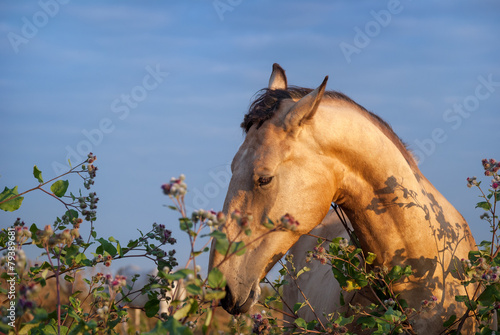 horse in a field grazing.