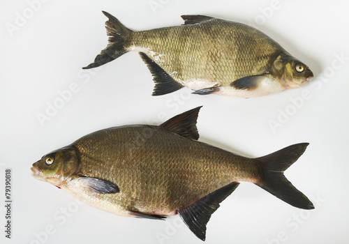 Two tench.