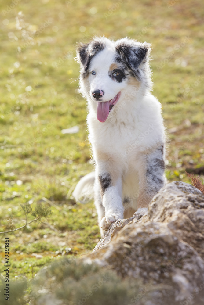 Australian shepherd Australian shepherd