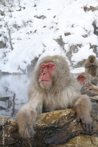 Snow monkey in onsen at the jigokudani monkey park © ayusloth