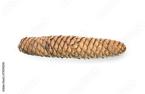 Raw spruce cone. Isolated