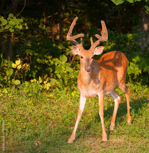 Sneaky buck