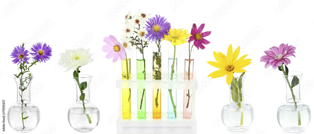 Naklejka Kolaż różnych kwiatów w szklanych probówkach, na białym tle