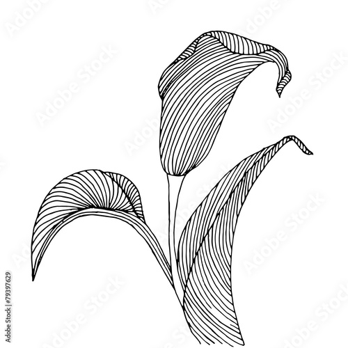 Fototapeta Naklejka Na Ścianę i Meble -  background with flower calla