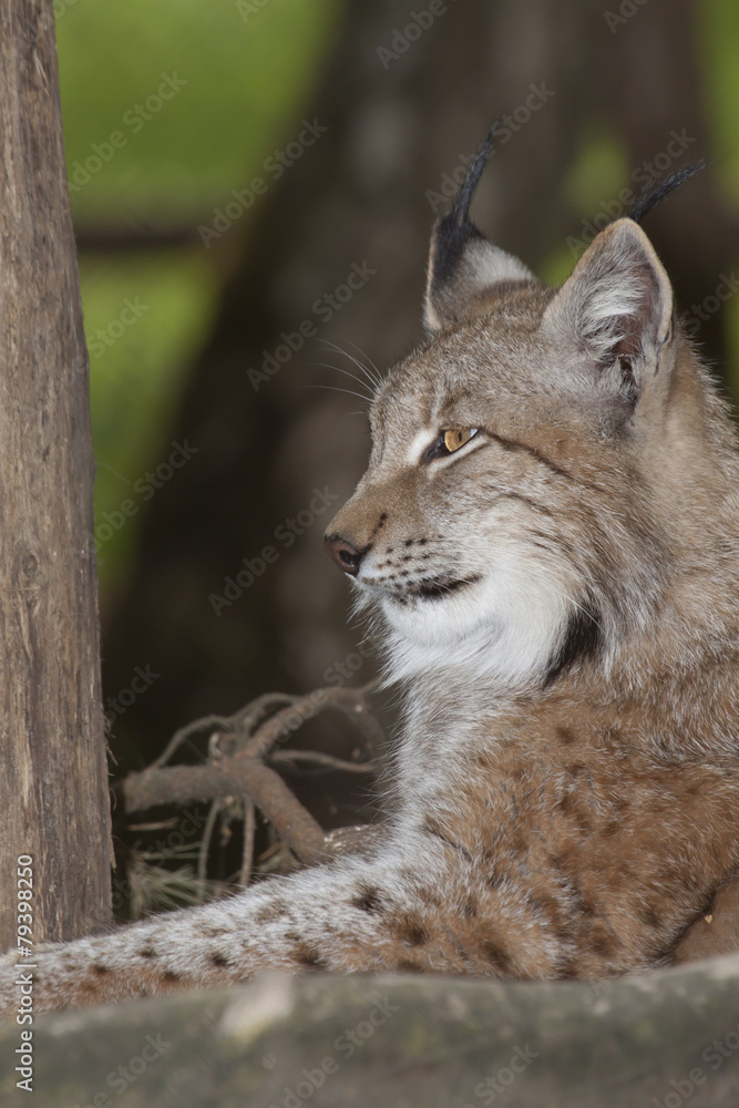 Obraz premium resting lynx