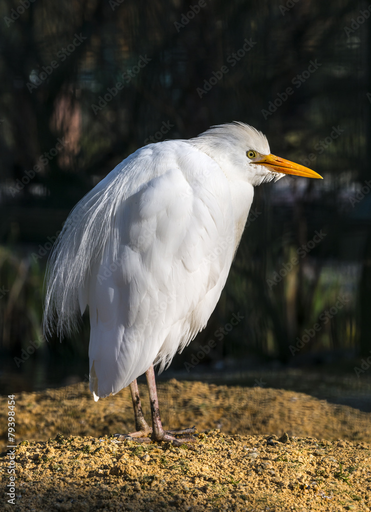 Obraz premium Great Egret - Ardea alba