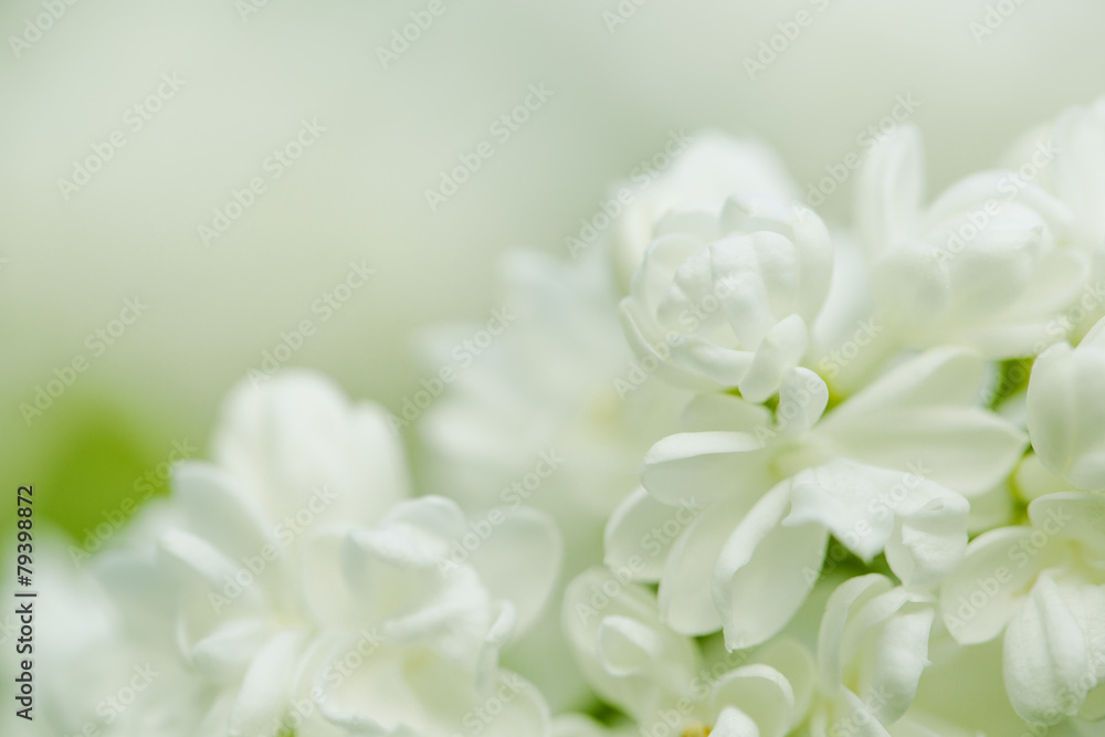 Lilac Flowers in Spring Lilac Flowers in Spring