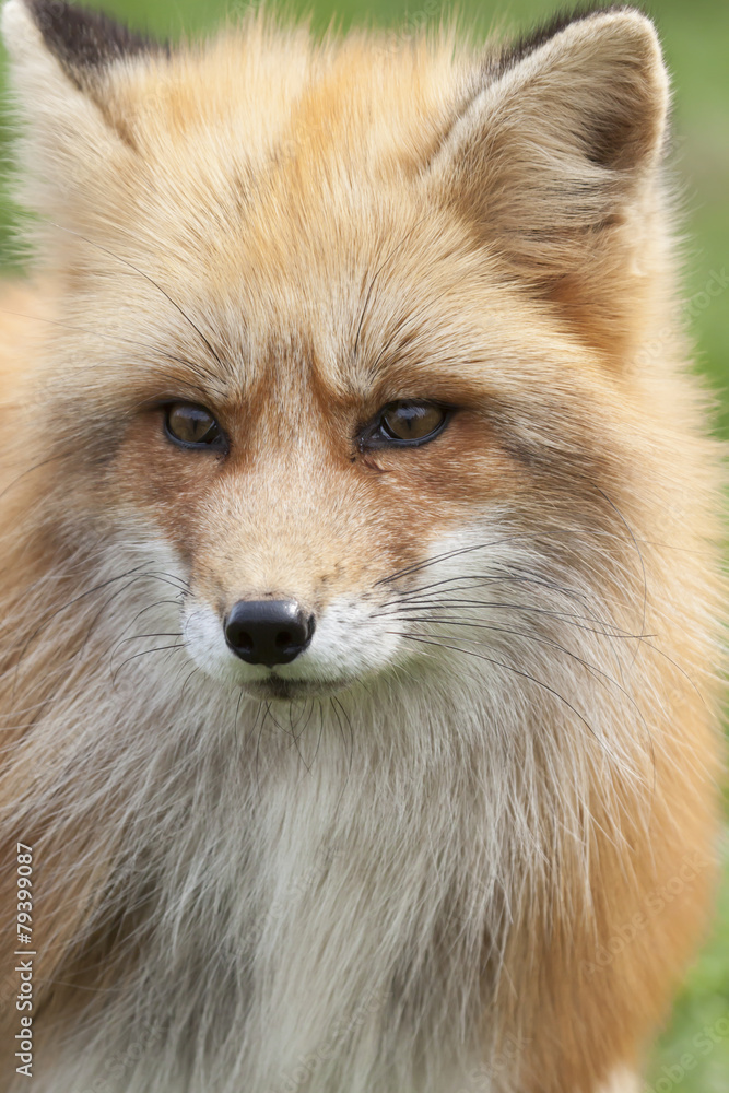 watchful fox watchful fox