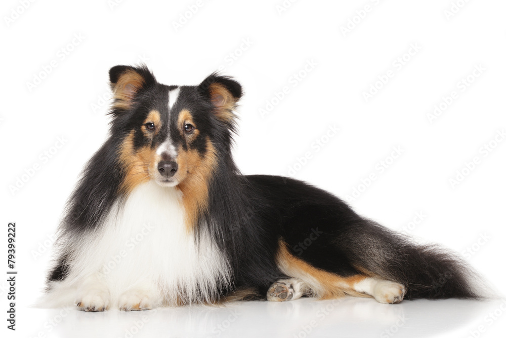 Shetland sheepdog in front of white background Shetland sheepdog in front of white background
