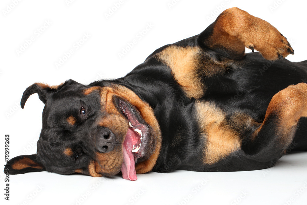 Rottweiler resting