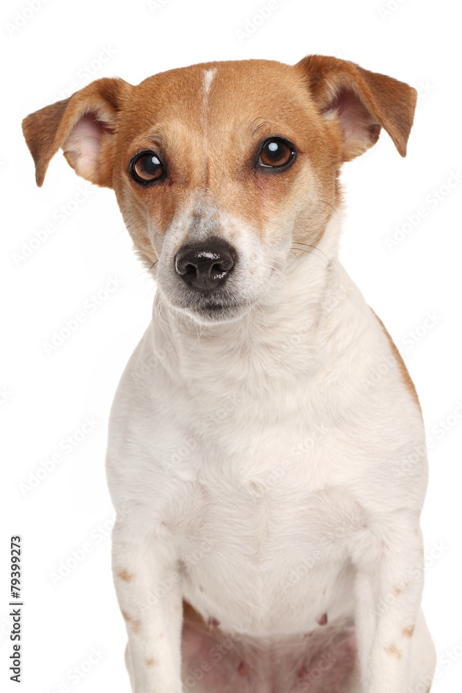 Jack Russell terrier