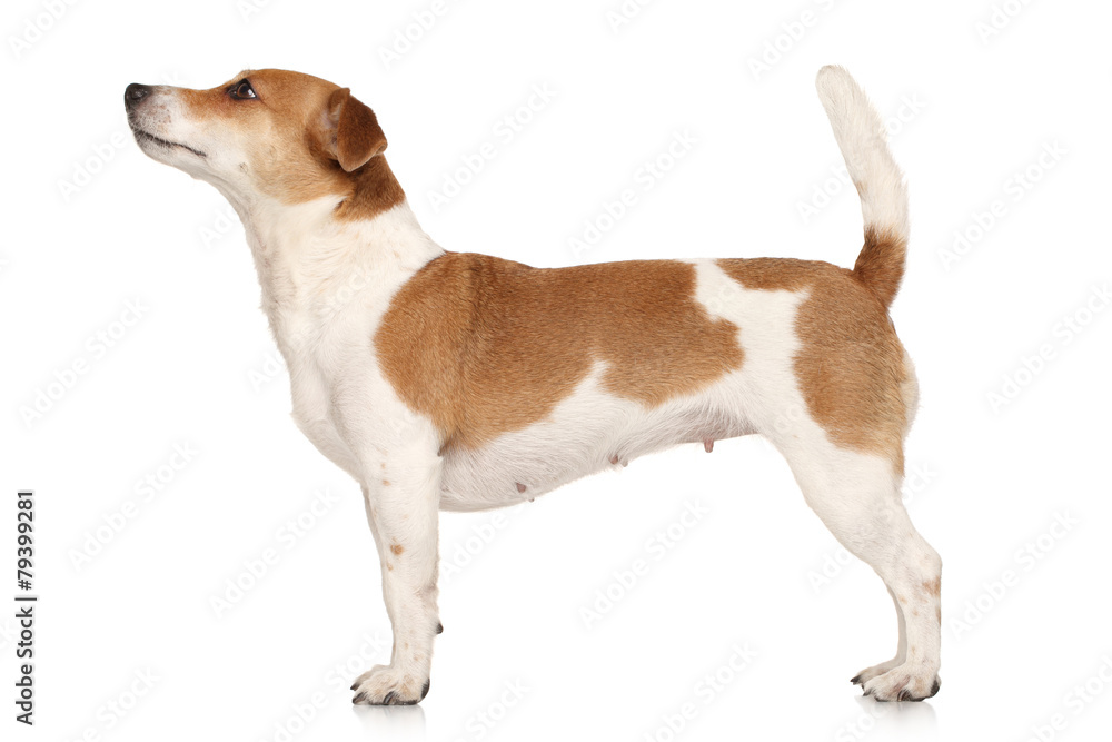 Jack Russell terrier in standing - obrazy, fototapety, plakaty 