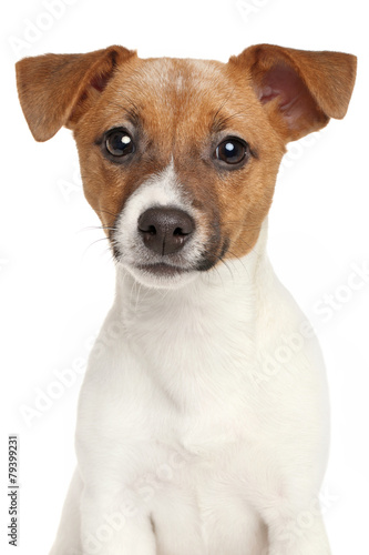 Jack Russell terrier puppy. Portrait on white background © jagodka