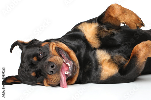 Fototapeta Naklejka Na Ścianę i Meble -  Rottweiler resting
