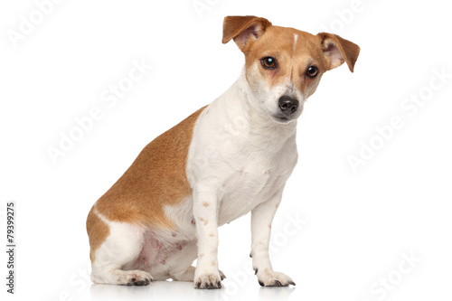 Jack Russell terrier © jagodka