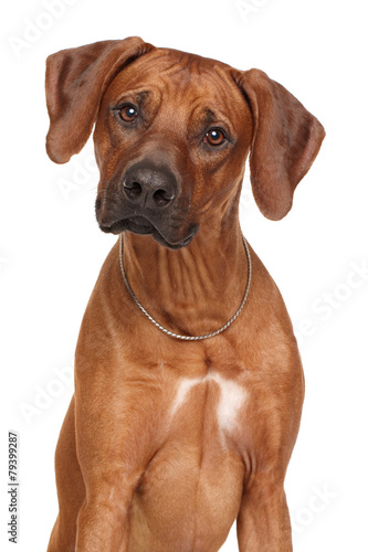 Rhodesian Ridgeback dog breed photo