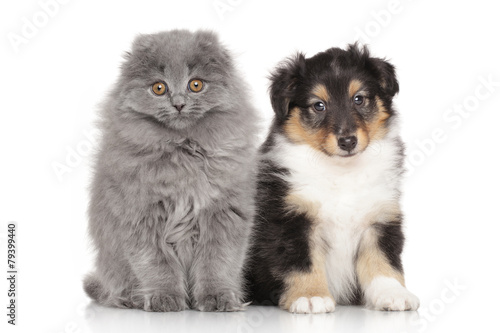 Kitten and puppy on white background