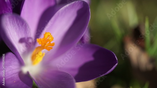 Close up of a purple crocus flower. photo