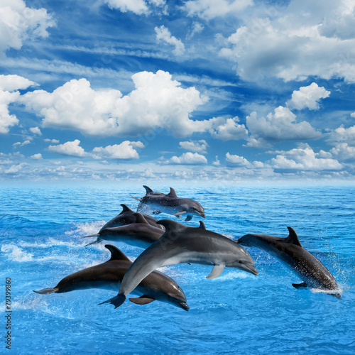 Dolphins jump