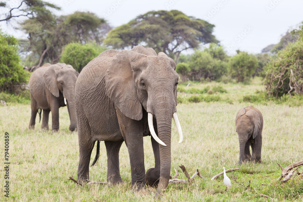 Elephant Family in Kenya