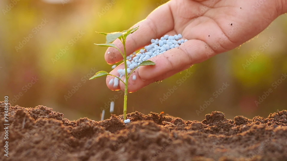 Male hand giving fertilizer to sprout slow motion shot