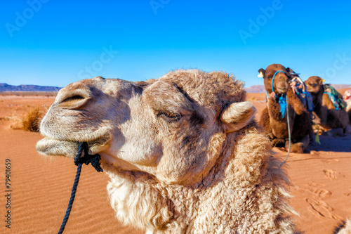 White camel in the Sahara Dessert  Morocco. Close up profile